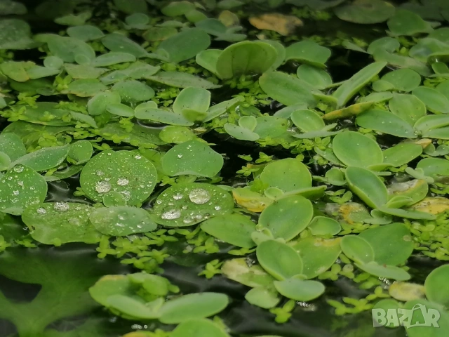 Продавам Криптокорин, Пистия