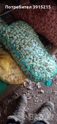 Български чесън.Имам и пролетен., снимка 2 - Домашни продукти - 52330286