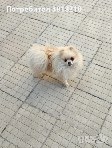 померан момиче
