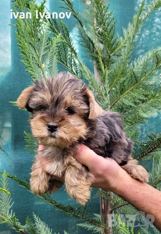 Йоркширски териер мини-мерле!!!, снимка 8 - Йоркширски териер - 53060345