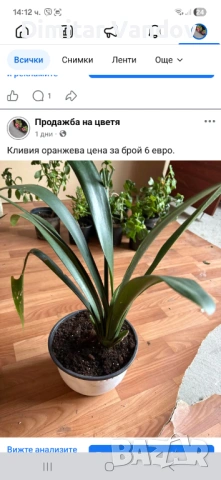 Различни видове цветя, снимка 6 - Стайни растения - 53278945