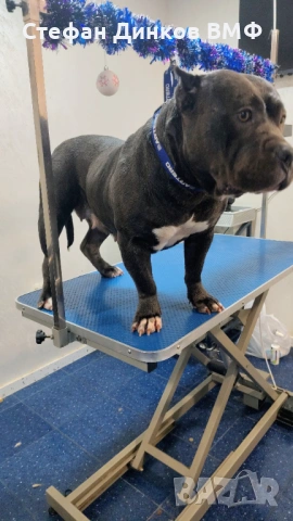 Американско були , снимка 3 - Американски стафордширски териер - 53535322