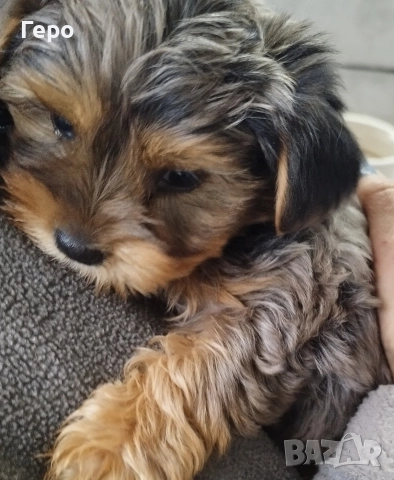 йоркширски териер , снимка 3 - Йоркширски териер - 52653556