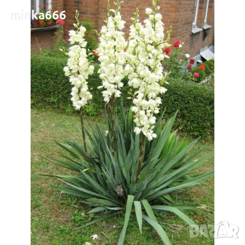 Студоустойчева градинска юка.