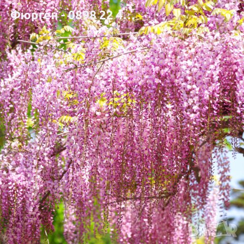 Вистерия -Глициния, снимка 2 - Градински цветя и растения - 38067320