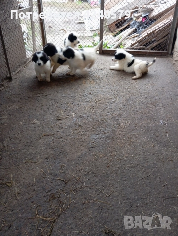 Каракачанки останаха мъжки кутрета, снимка 16 - Каракачанска овчарка - 52105803