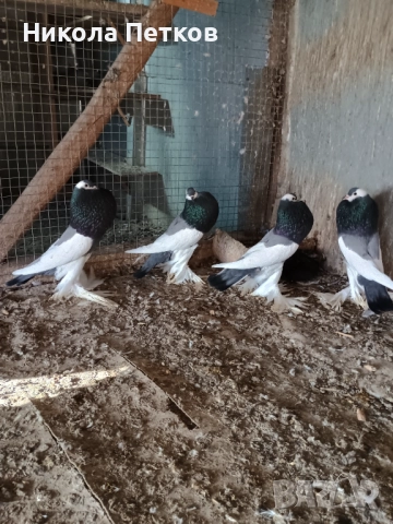  Седлати болани 