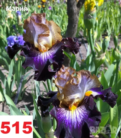 Сортови вискоки ириси /брадати ириси, снимка 18 - Сортови семена и луковици - 46410730