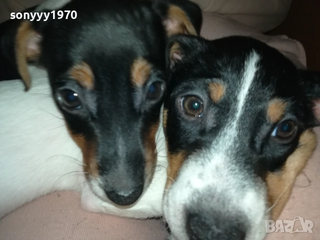 ФИНАЛНА ПРОДАЖБА-ПОСЛЕДЕН ДЖАК РЪСЕЛ-СЛАДКА ДАМА 3010251451, снимка 8 - Джак ръсел териер - 52235740