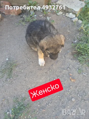 Продавам 3 мъжки 3 женски много добри кученца за двор да ви пазият , снимка 2 - Други - 56180976