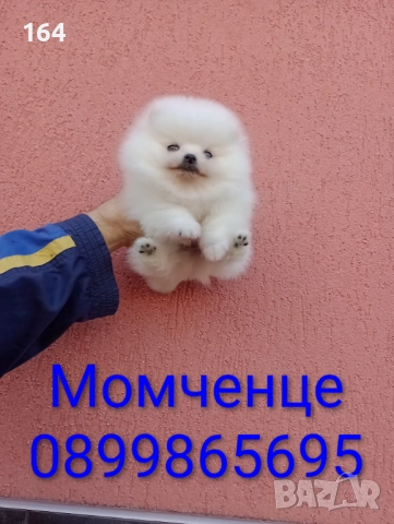 Бял мъжки Померан. Реални снимки , снимка 2 - Померан - 52682838