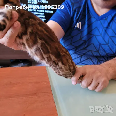 Бенгалски котета, снимка 2 - Други - 50151079