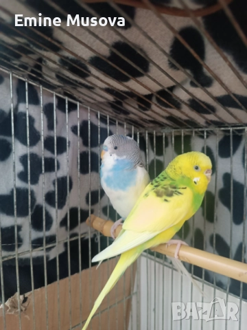 Вълнисти папагали 