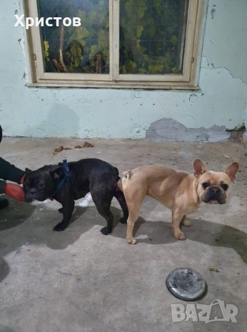 Мъжки френски булдоци за разплод, снимка 4 - Френски булдог - 38870118