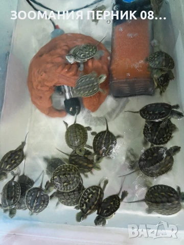 декоративни костенурки 