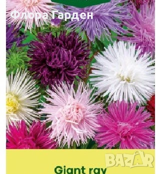 СЕМЕНА - Цветя едногодишни, снимка 5 - Сортови семена и луковици - 44836072