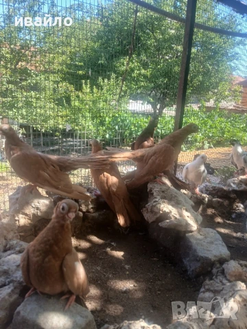 варненски гълъби, снимка 4 - Гълъби - 51318710