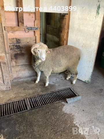 Овен Старопланински Цигай , снимка 9 - Овце - 53465184