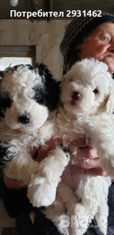 FRENSKY BOLONKY-- BIGHON FRIZE-- 550LV., PROMOCYA   , снимка 3 - Болонка - 44694809