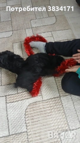 Малки игриви момичета си търсят своя нов дом, снимка 3 - Пудели - 53063476