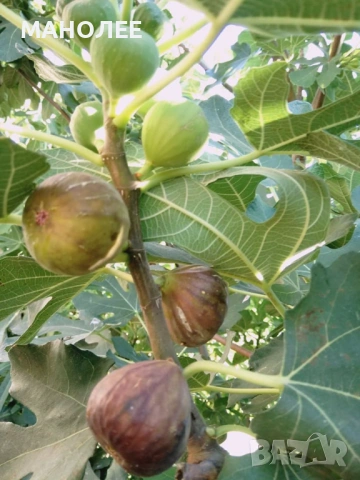 🍁👌🪷🌞 СМОКИНИ 🎁🪴☃️