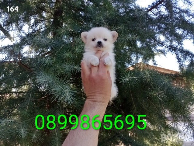 Мини Шпиц - Померан. Мъжки и женски кученца.