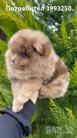 Мини померан момчета, снимка 8 - Померан - 48770049