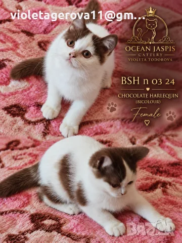 Британски котки , снимка 9 - Чинчили - 56216056
