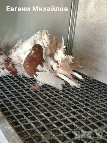 Фенерлии, снимка 5 - Гълъби - 51306331