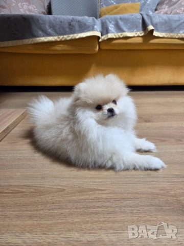 Померан момиче