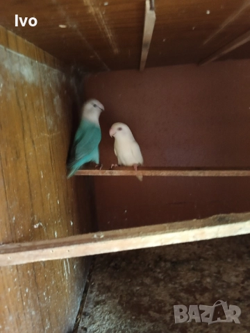 Двойка Неразделки , снимка 3 - Папагали - 52048269