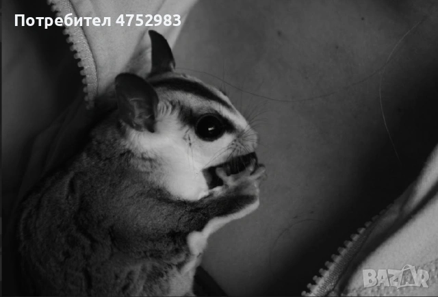 Захарна катерица на годинка, снимка 2 - Други - 53683464