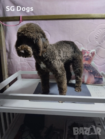 Пудел , снимка 4 - Пудели - 52496562