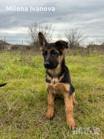 Немски овчарки от легитимен развъдник , снимка 2 - Немска овчарка - 53035640