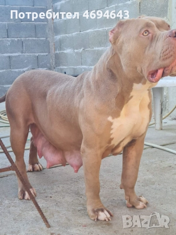 Американско Були XL, снимка 2 - Други - 52922235