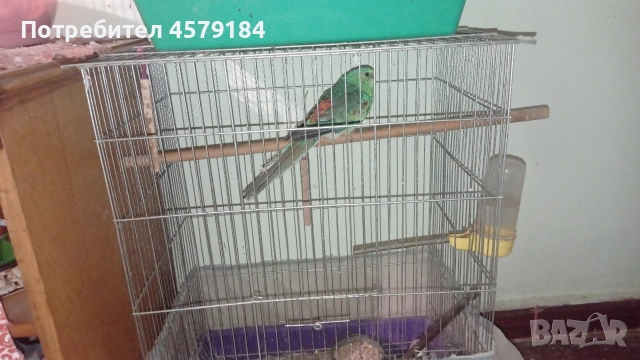 поен папагал , снимка 2 - Папагали - 53056010