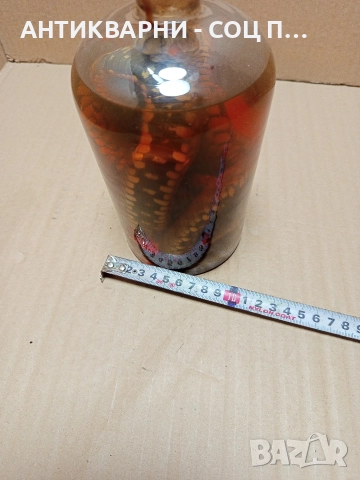 Стари Образователни Препарирани Змий В Стъклено Шише. , снимка 9 - Антикварни и старинни предмети - 52930650