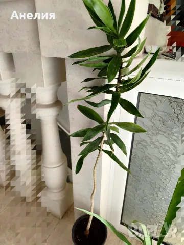 Драцена Dracaena reflexa, снимка 9 - Стайни растения - 55045758