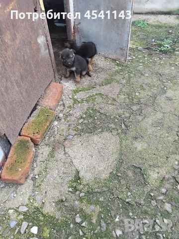 подарявам мъжки кучета, снимка 2 - Други - 52772004
