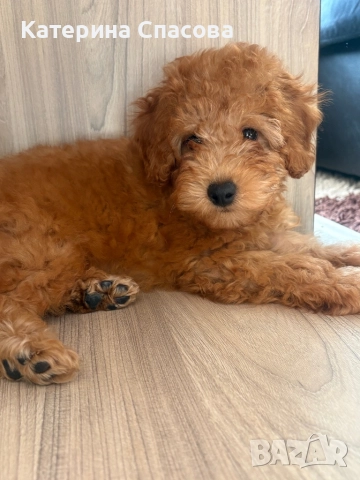 Мини пудел бебе, снимка 2 - Пудели - 52938211