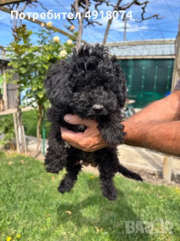 Кавапу & Cavapoo