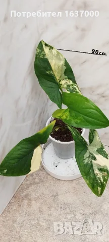 Сингониум Aurea
