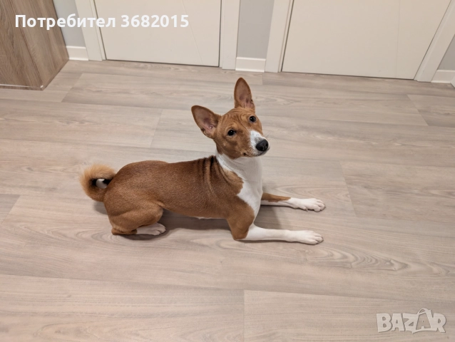 Продавам куче порода Басенджи