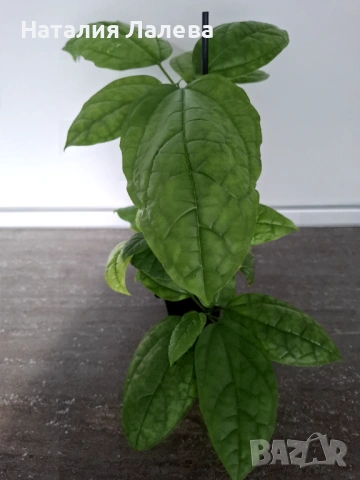 Клеродендрон Томпсън, Clerodendrum thomsoniae , снимка 5 - Стайни растения - 53294531