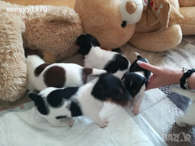 джак ръсел-видин 250лв за кутре 1709251750, снимка 9 - Джак ръсел териер - 51747736