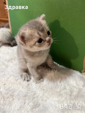  Колор пойнт бебета , снимка 3 - Британска късокосместа - 47976326