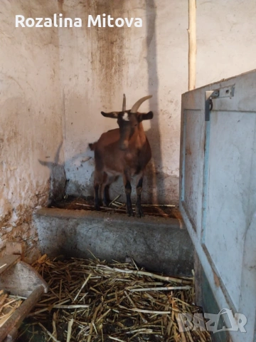 Kozi, снимка 2 - Кози - 53007412