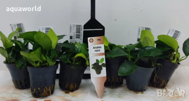 "ПРОМОЦИЯ" Анубиас нана, снимка 3 - Оборудване за аквариуми - 47064622