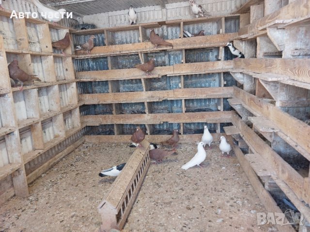 пазарджишки високолетачи.със добри полети, снимка 10 - Гълъби - 41818427