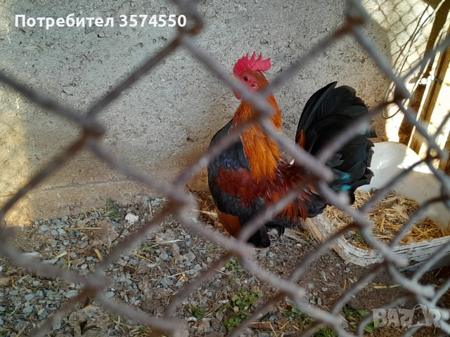 Продавам Серами, снимка 4 - други­ - 53164200